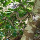 Zamenis scalaris (Schinz, 1822)Zamenis scalaris (Schinz, 1822)