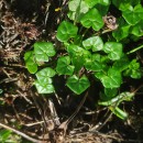 Cochlearia danica L.Cochlearia danica L.