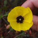 Tuberaria globulariifolia (Lam.) Willk.Tuberaria globulariifolia (Lam.) Willk.