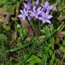 Scilla verna Huds. subsp. vernaScilla verna Huds. subsp. verna