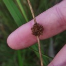 Juncus conglomeratus L.Juncus conglomeratus L.