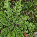 Jacobaea vulgaris Gaertn.Jacobaea vulgaris Gaertn.