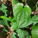 Dioscorea communis (L.) Caddick & WilkinDioscorea communis (L.) Caddick & Wilkin