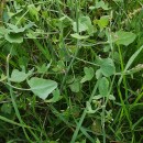 Rumex induratus Boiss. & Reut.Rumex induratus Boiss. & Reut.