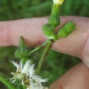 Sonchus oleraceus L.Sonchus oleraceus L.
