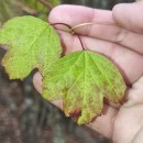 Viburnum opulus L.Viburnum opulus L.