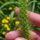 Setaria faberi Herm.Setaria faberi Herm.