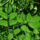 Angelica sylvestris L.Angelica sylvestris L.