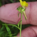 Linaria saxatilis (L.) Chaz.Linaria saxatilis (L.) Chaz.