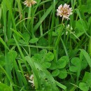 Trifolium repens L.Trifolium repens L.