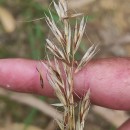 Gaudinia fragilis (L.) Beauv.Gaudinia fragilis (L.) Beauv.