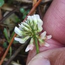 Trifolium occidentale CoombeTrifolium occidentale Coombe