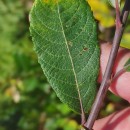 Salix atrocinerea Brot.Salix atrocinerea Brot.