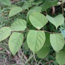 Reynoutria japonica Houtt.Reynoutria japonica Houtt.