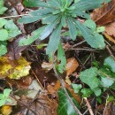 Euphorbia amygdaloides  L.Euphorbia amygdaloides L.