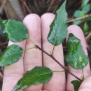Pyrus cordata Desv.Pyrus cordata Desv.