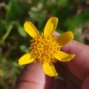 Arnica montana  L.Arnica montana  L.