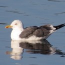 Larus fuscus Linnaeus, 1758Larus fuscus Linnaeus, 1758