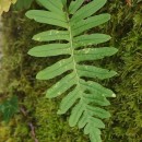 Polypodium interjectum ShivasPolypodium interjectum Shivas