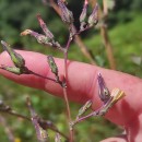 Lactuca virosa L. var. cruenta .Lactuca virosa L. var. cruenta .