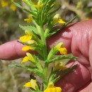 Parentucellia viscosa (L.) CaruelParentucellia viscosa (L.) Caruel