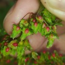 Rumex obtusifolius L.Rumex obtusifolius L.