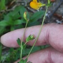 Lotus corniculatus L. subsp. carpetanus (Lacaita) Rivas Mart.Lotus corniculatus L. subsp. carpetanus (Lacaita) Rivas Mart.