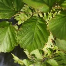 Corylus avellana L.Corylus avellana L.