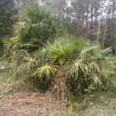 Trachycarpus fortunei (Hook.) H. Wendl.Trachycarpus fortunei (Hook.) H. Wendl.