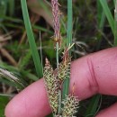 Carex flacca Schreb. subsp. erythrostachys (Hoppe) HolubCarex flacca Schreb. subsp. erythrostachys (Hoppe) Holub