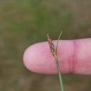Eleocharis multicaulis (Sm.) Desv.Eleocharis multicaulis (Sm.) Desv.