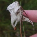 Eriophorum angustifolium Honck.Eriophorum angustifolium Honck.