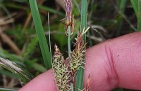 Carex flacca Schreb. subsp. erythrostachys (Hoppe) HolubCarex flacca Schreb. subsp. erythrostachys (Hoppe) Holub