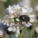 Oxythyrea funesta (Poda, 1761)Oxythyrea funesta (Poda, 1761)