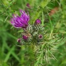 Cirsium palustre (L.) Scop.Cirsium palustre (L.) Scop.