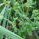 Cerastium glomeratum Thuill.Cerastium glomeratum Thuill.