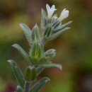 Buglossoides incrassata (Guss.) I.M.Johnst.Buglossoides incrassata (Guss.) I.M.Johnst.