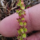 Rumex bucephalophorus L. subsp. hispanicus (Steinh.) Rech. fil.Rumex bucephalophorus L. subsp. hispanicus (Steinh.) Rech. fil.