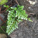 Asplenium adiantum-nigrum L. subsp. corunnense (Christ) Rivas Mart.Asplenium adiantum-nigrum L. subsp. corunnense (Christ) Rivas Mart.