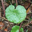 Umbilicus rupestris (Salisb.) DandyUmbilicus rupestris (Salisb.) Dandy