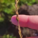 Molinia caerulea (L.) MoenchMolinia caerulea (L.) Moench