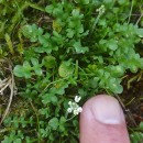 Teesdalia nudicaulis (L.) R. Br.Teesdalia nudicaulis (L.) R. Br.