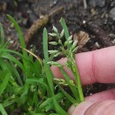 Poa annua L.Poa annua L.