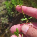 Baldellia alpestris (Coss.) Vasc.Baldellia alpestris (Coss.) Vasc.