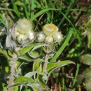 Helichrysum foetidum (L.) Cass.Helichrysum foetidum (L.) Cass.