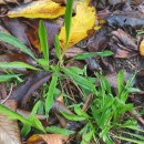 Plantago lanceolata L.Plantago lanceolata L.