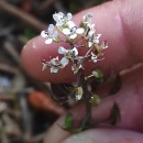 Noccaea caerulescens (J.Presl & C.Presl)F.K. Mey.Noccaea caerulescens (J.Presl & C.Presl)F.K. Mey.