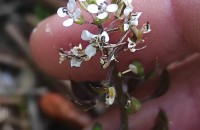 Noccaea caerulescens (J.Presl & C.Presl)F.K. Mey.Noccaea caerulescens (J.Presl & C.Presl)F.K. Mey.