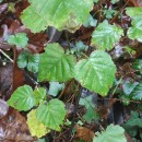 Betula celtiberica Rothm. & Vasc.Betula celtiberica Rothm. & Vasc.