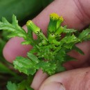 Senecio vulgaris L.Senecio vulgaris L.